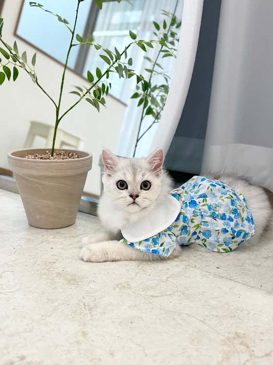 온리애옹 · 네이버 지도·플레이스 3