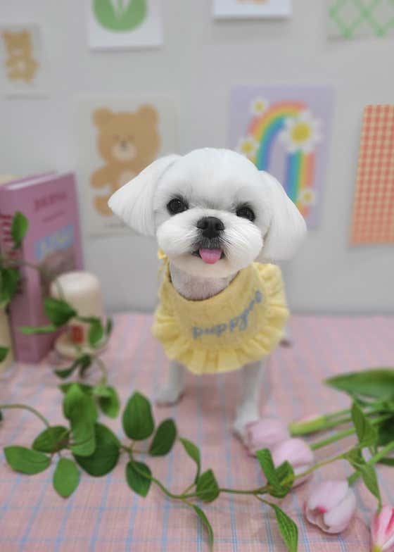 퍼피로 · 네이버 지도·플레이스 9