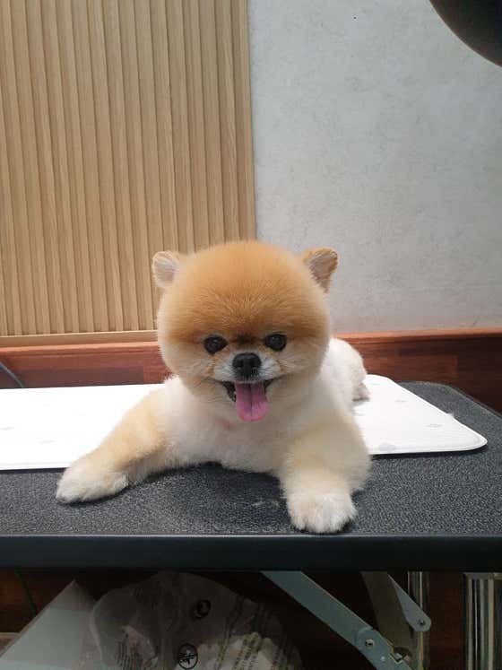 펫미팅 · 네이버 지도·플레이스 5