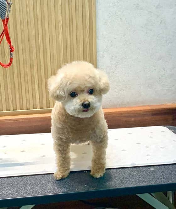 펫미팅 · 네이버 지도·플레이스 4