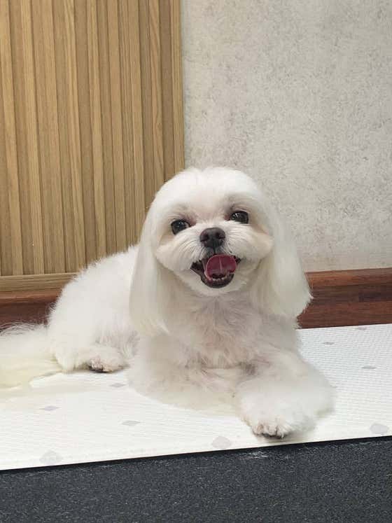 펫미팅 · 네이버 지도·플레이스 3