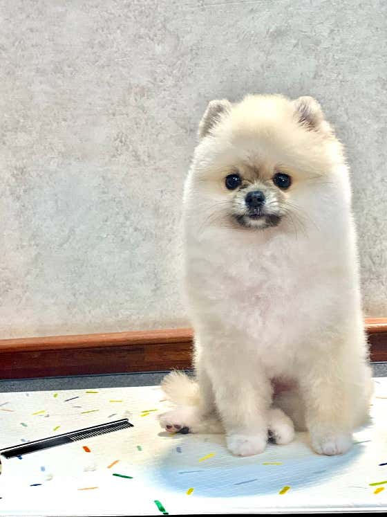 펫미팅 · 네이버 지도·플레이스 7
