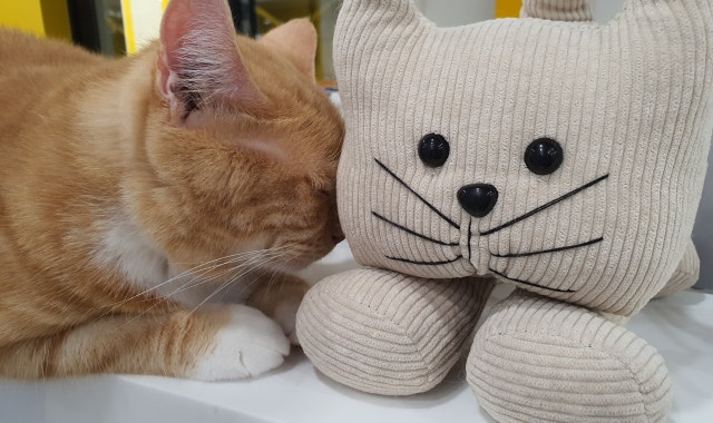 고양이카페 아이캣유 대표 사진