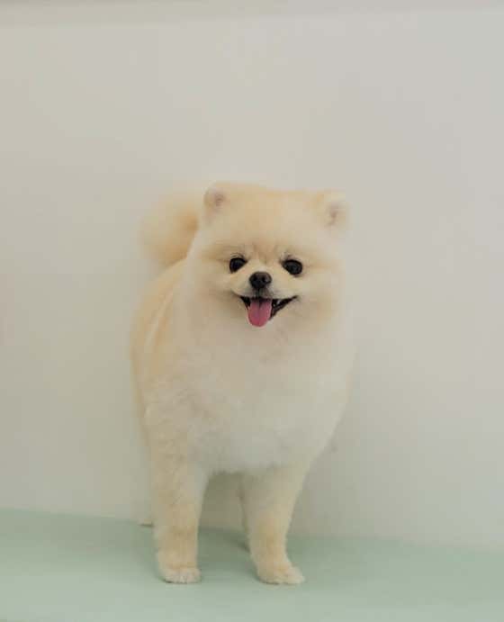 오도Dog펫살롱 · 네이버 지도·플레이스 9