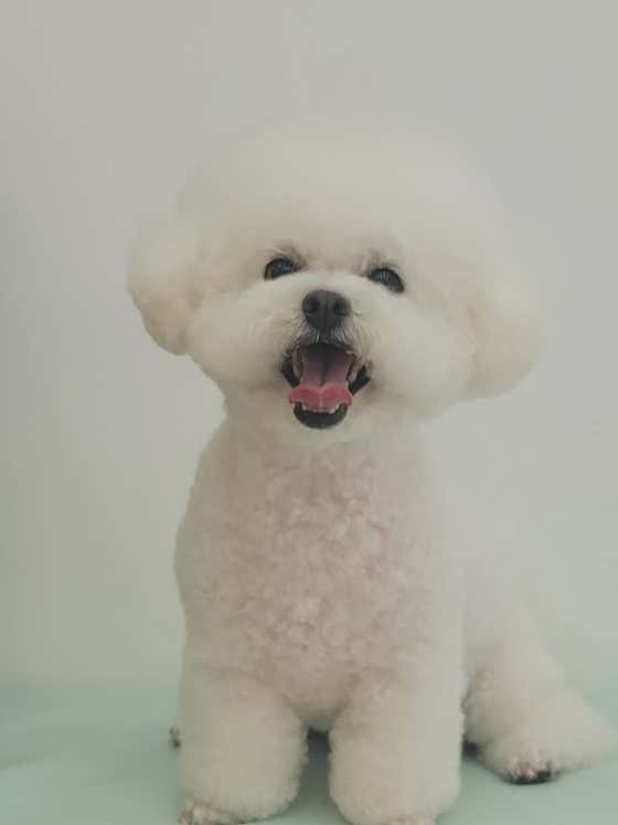 오도Dog펫살롱 · 네이버 지도·플레이스 8