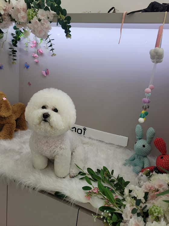 모모이펫 · 네이버 지도·플레이스 3