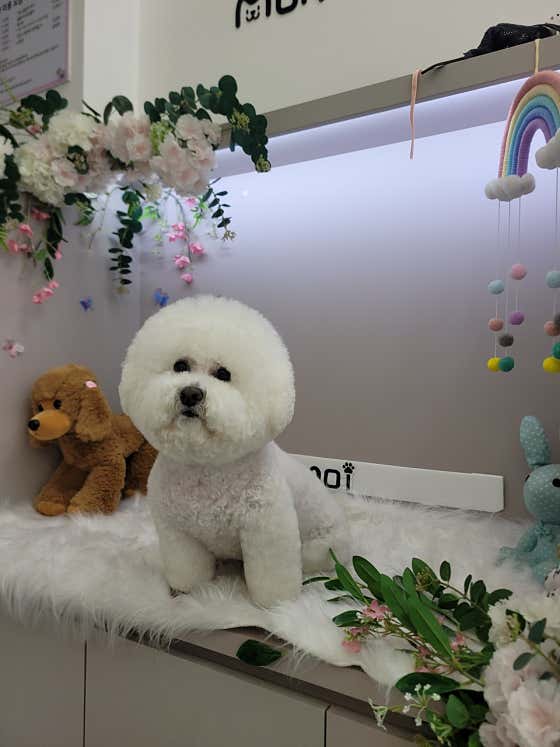 모모이펫