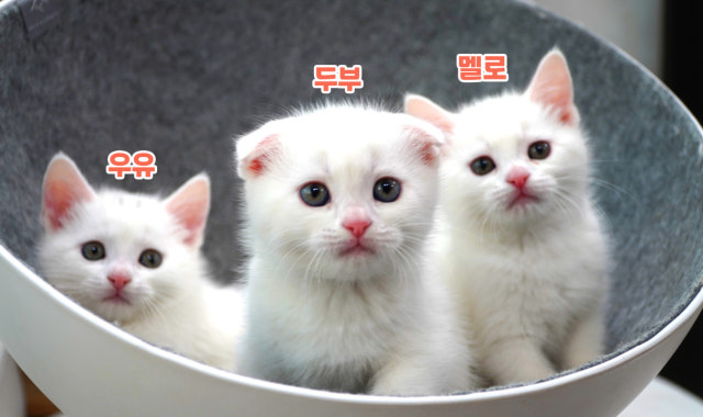 카페 레오 대표 사진