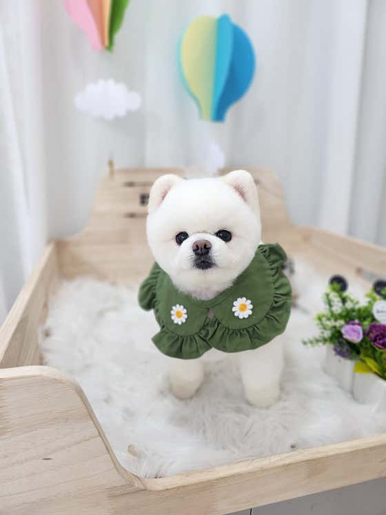 몽드리안 대표이미지
