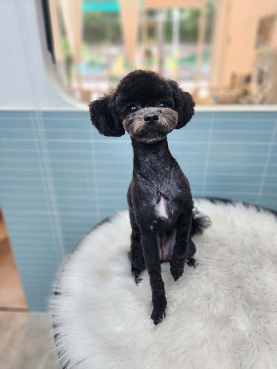 멍샵 · 네이버 지도·플레이스 2