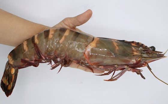 킹타이거특선 메뉴 사진(네이버)