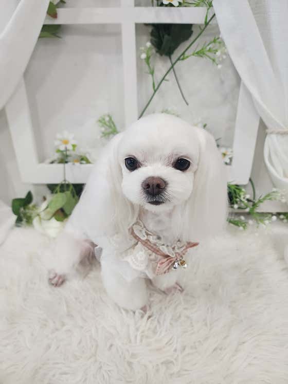 화려하개 · 네이버 지도·플레이스 3