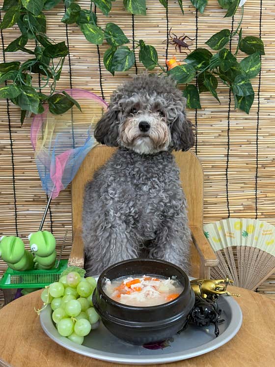 같이할개 반려견유치원 · 네이버 지도·플레이스 10