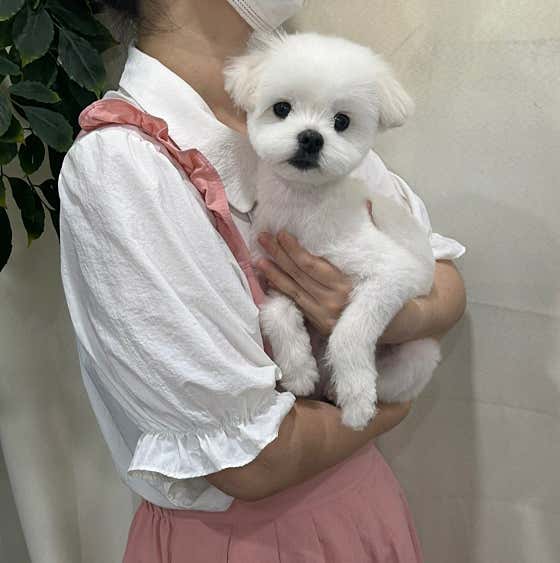 댕빨멍빨 애견미용실 · 네이버 지도·플레이스 2