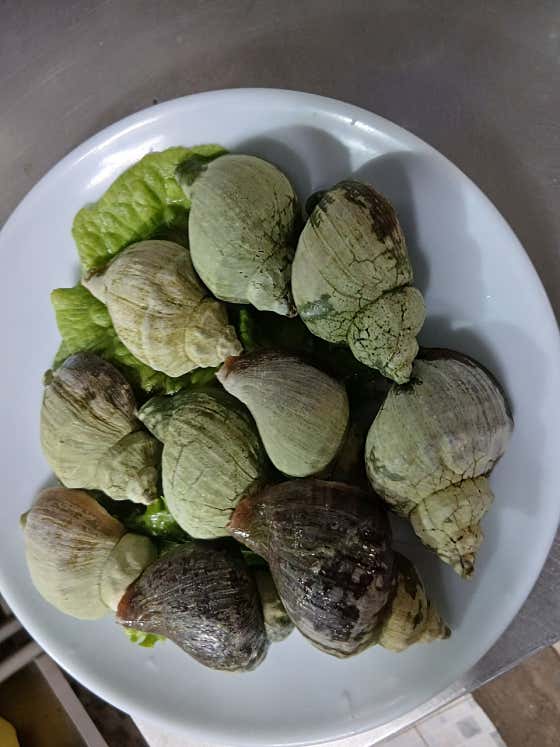 소라숙회 메뉴 사진(네이버)