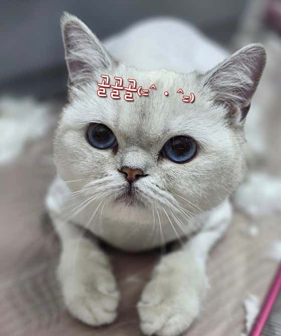 영블리 펫 살롱 · 네이버 지도·플레이스 4