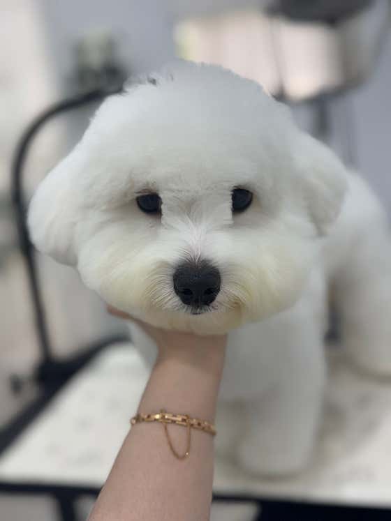 최강아지 · 네이버 지도·플레이스 4