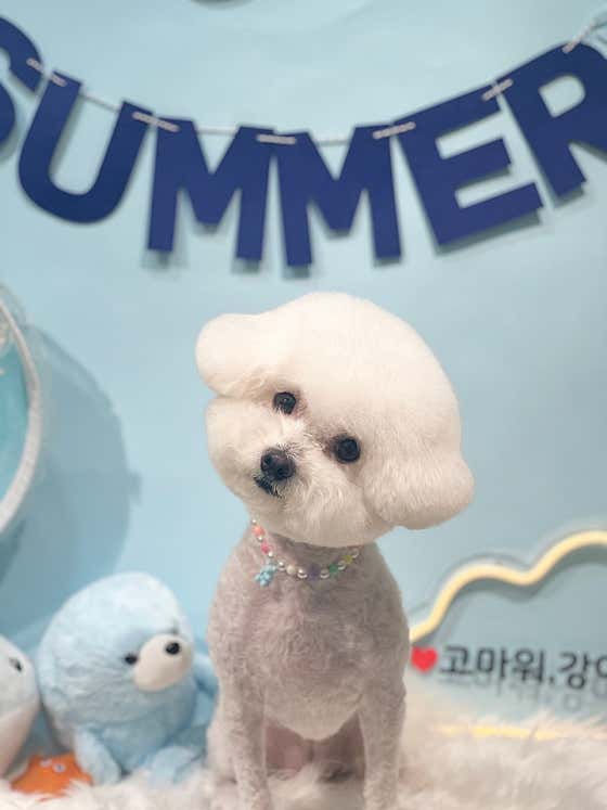 고마워강아지 애견미용실 · 네이버 지도·플레이스 10