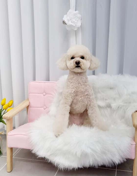 강아지 미용실 · 네이버 지도·플레이스 2