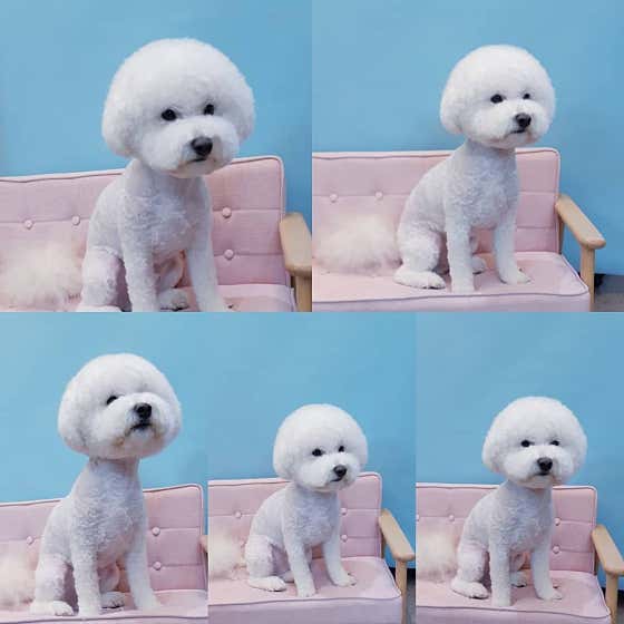강아지 미용실 · 네이버 지도·플레이스 3