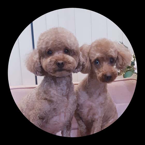 강아지 미용실 · 네이버 지도·플레이스 9