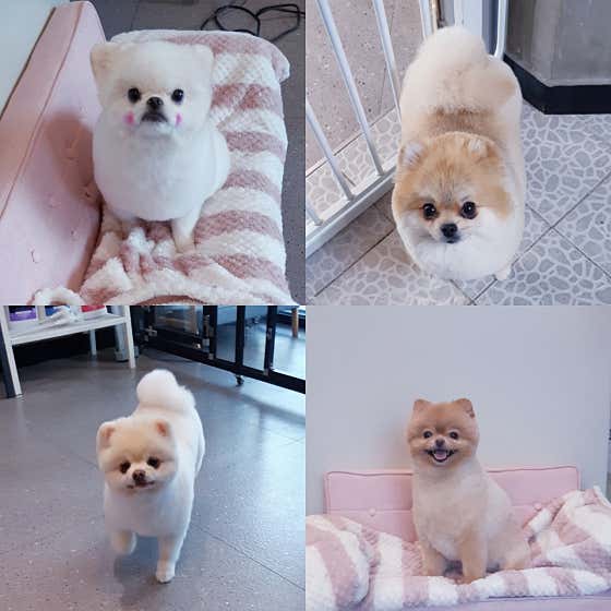 강아지 미용실 · 네이버 지도·플레이스 10