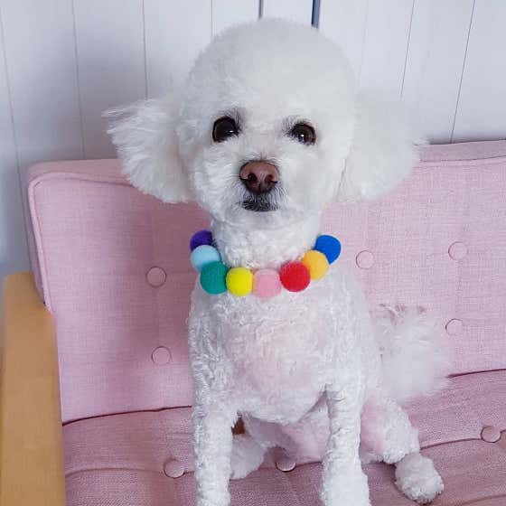 강아지 미용실 · 네이버 지도·플레이스 4