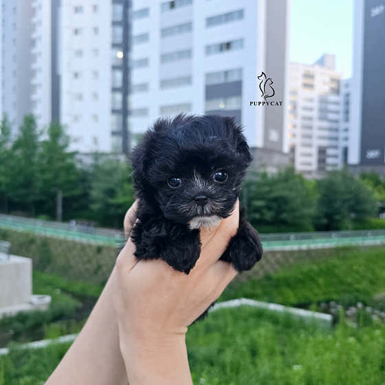 퍼피캣 · 네이버 지도·플레이스 7