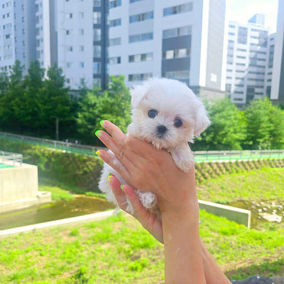 퍼피캣 · 네이버 지도·플레이스 6