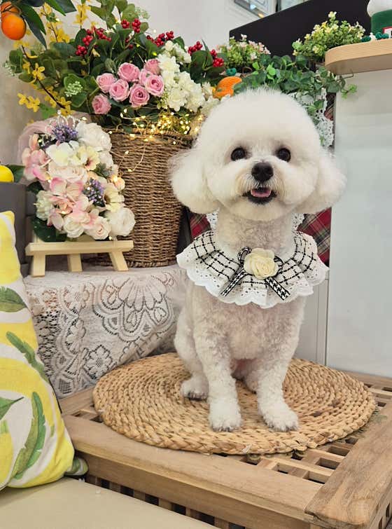 늘예쁜개 · 네이버 지도·플레이스 9