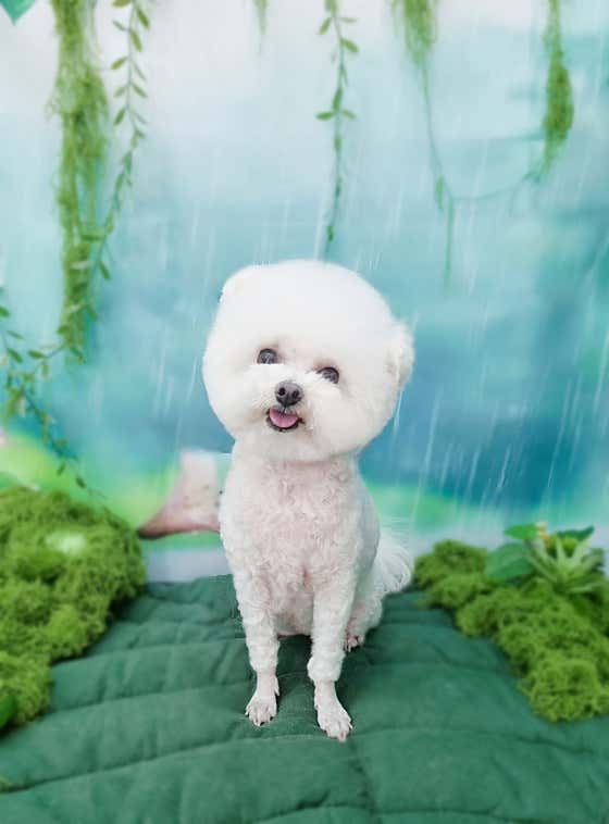 윤이나개 · 네이버 지도·플레이스 2