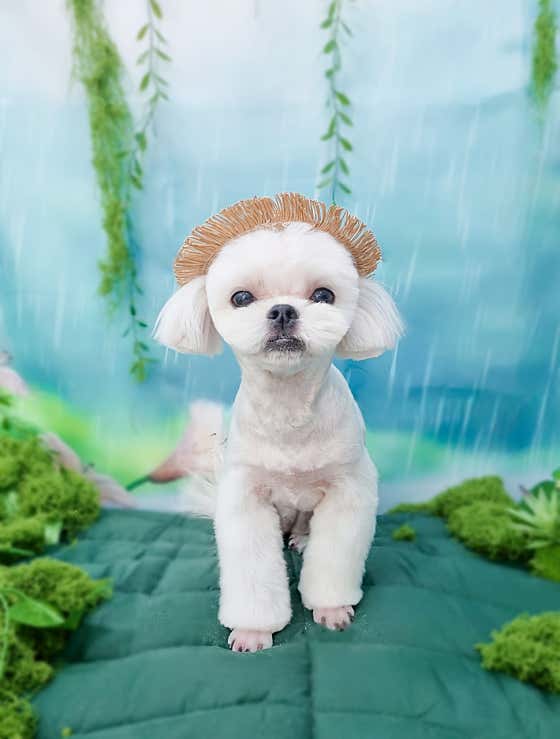 윤이나개 · 네이버 지도·플레이스 4