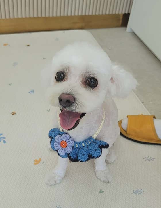 오도Dog펫살롱 · 네이버 지도·플레이스 7