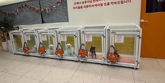 놀러오개 애견유치원 애견호텔 고기점 · 네이버 지도·플레이스 9