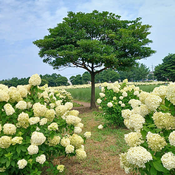 카페 글렌코