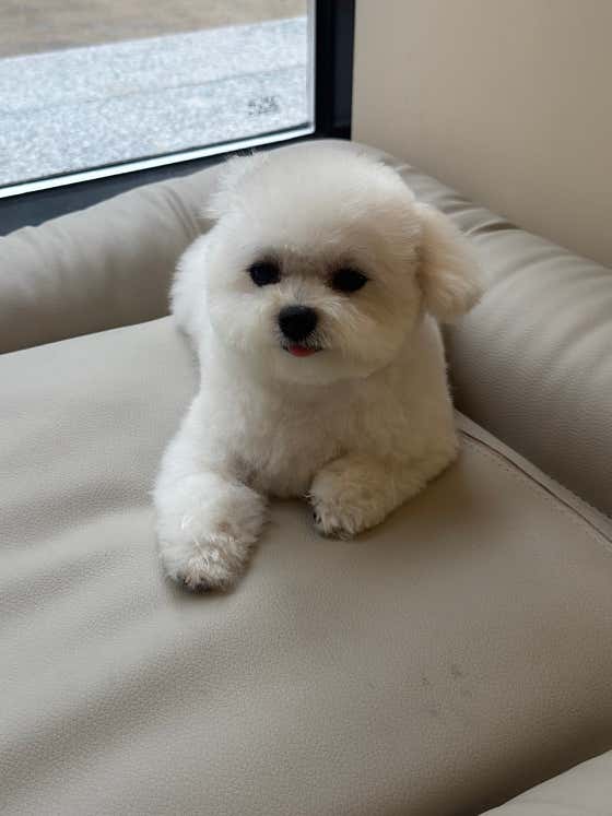 퍼피살롱 · 네이버 지도·플레이스 4