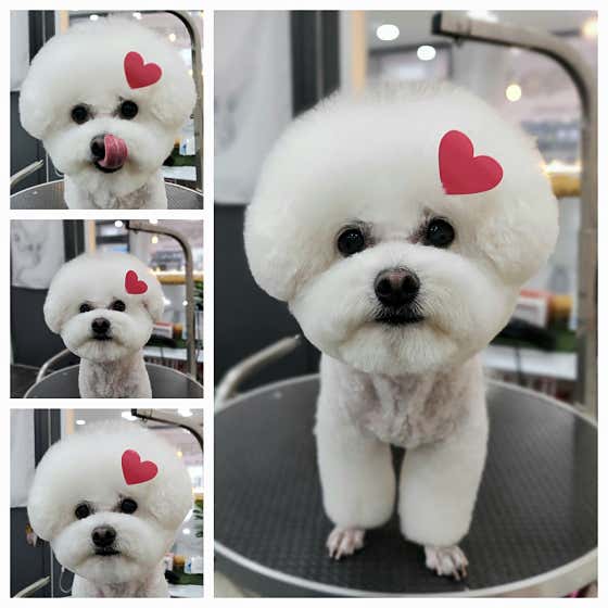 탑그루밍