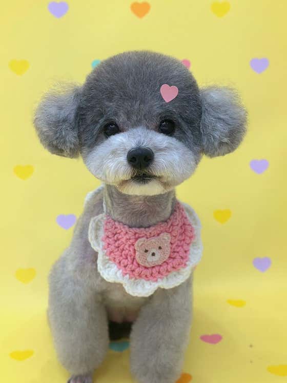 댕끌림 · 네이버 지도·플레이스 9