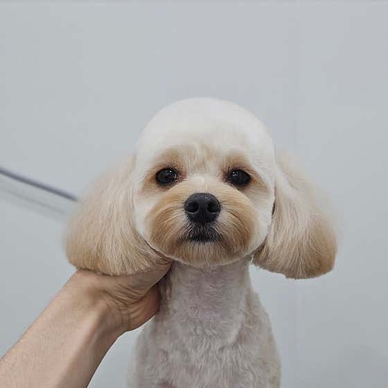 포밍 · 네이버 지도·플레이스 4