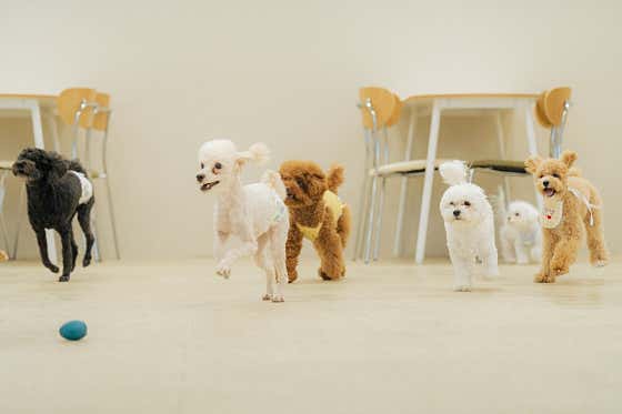 브리앙뜨애견카페&유치원&놀이방&애견호텔 · 네이버 지도·플레이스 4