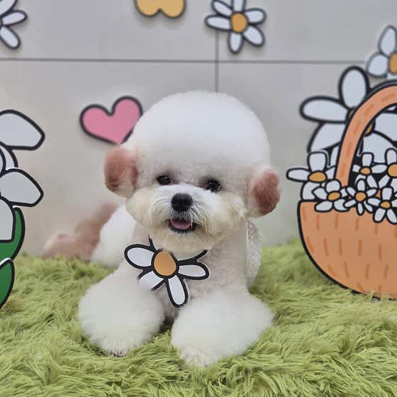 아토 강아지미용실 · 네이버 지도·플레이스 2