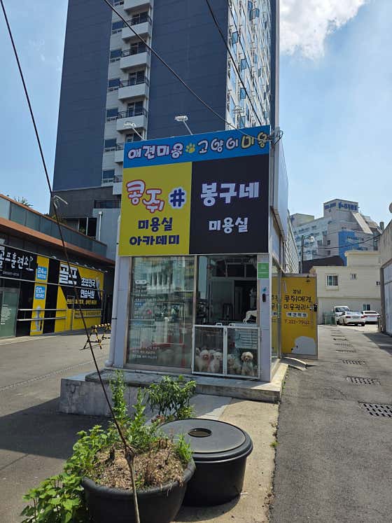 콩쥐애견애묘아카데미