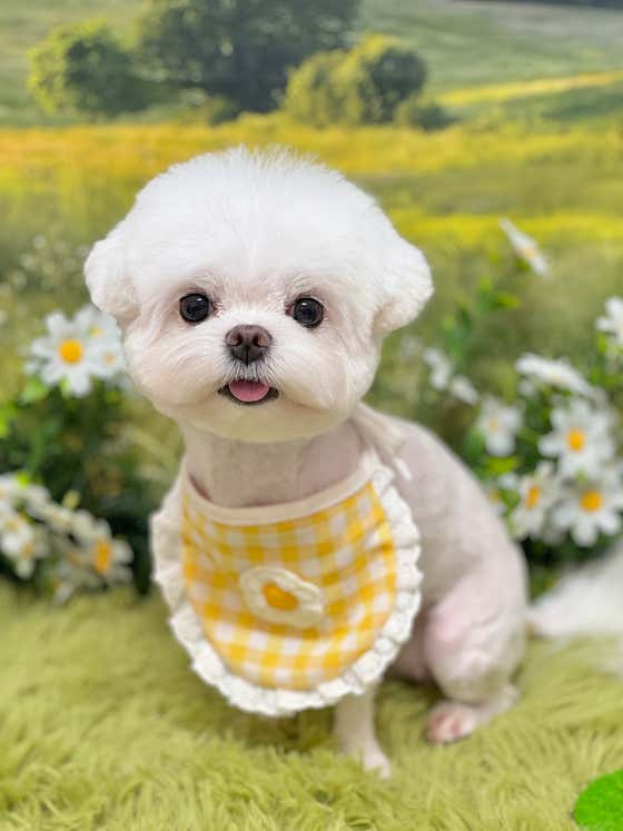 댕화살롱 · 네이버 지도·플레이스 5