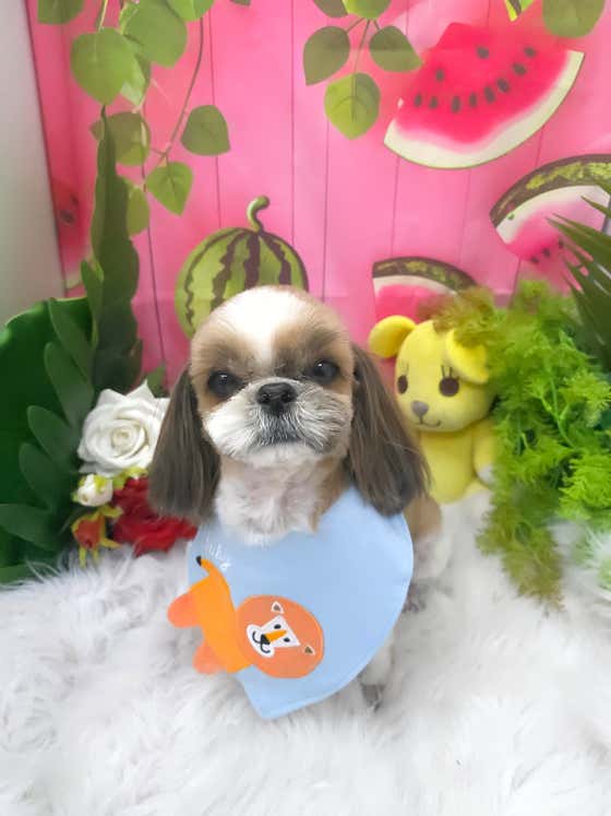 노랑퍼피 · 네이버 지도·플레이스 2