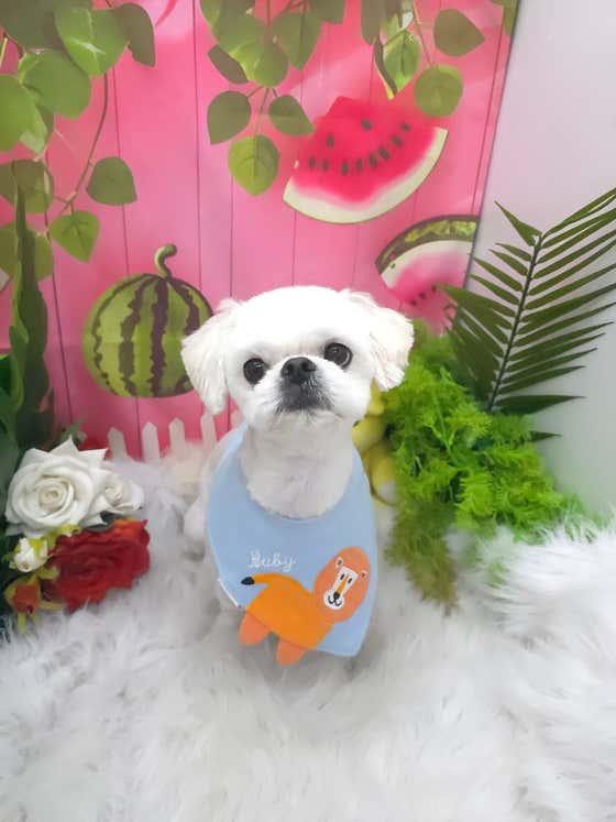 노랑퍼피 · 네이버 지도·플레이스 3
