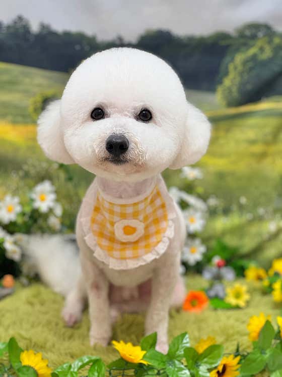 댕화살롱 · 네이버 지도·플레이스 4