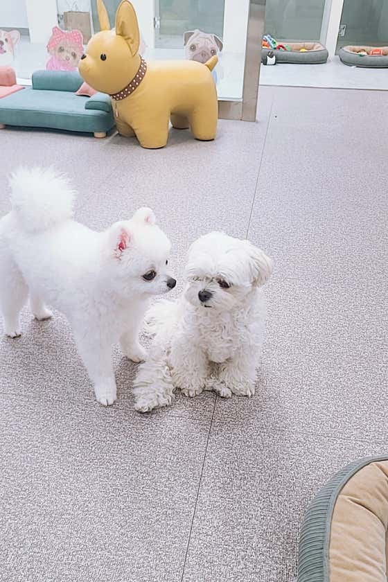 이쁘개 애견미용 애견호텔 · 네이버 지도·플레이스 6