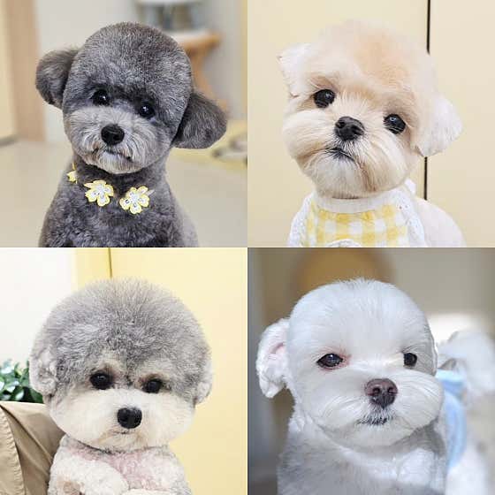 따뜻하개 · 네이버 지도·플레이스 5