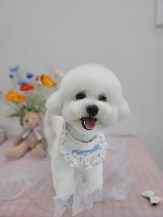 퍼피로 · 네이버 지도·플레이스 2