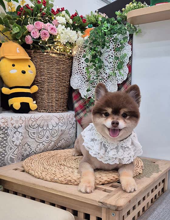 늘예쁜개 · 네이버 지도·플레이스 4